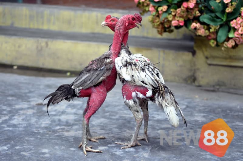 Cách nhận biết gà đá hay thông qua ngoại hình của gà đá khá quan trọng