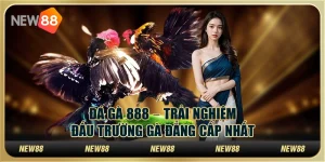 Đá gà 888 tại New88 – Trải nghiệm đấu trường gà đẳng cấp nhất