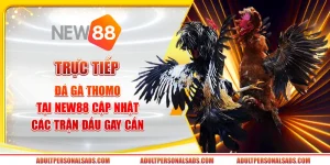Trực tiếp đá gà Thomo tại New88 - Cập nhật các trận đấu gay cấn