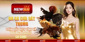 Đá gà cựa sắt Thomo tại New88 – Trận đấu kịch tính và những bí quyết cá cược