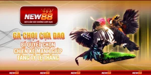 Gà chọi cựa dao tại New88 – Bí quyết chọn chiến kê mạnh giúp tăng tỷ lệ thắng