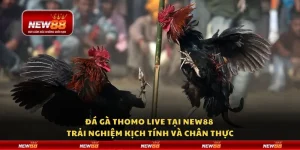 Đá gà Thomo live tại New88 – Trải nghiệm kịch tính và chân thực