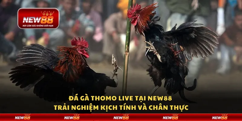 Đá gà Thomo live tại New88 – Trải nghiệm kịch tính và chân thực