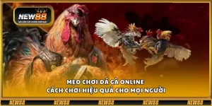 Mẹo chơi đá gà online – Cách chơi hiệu quả cho mọi người